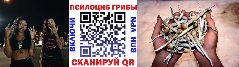 Псилоцибиновые грибы Cubensis  Кологрив 